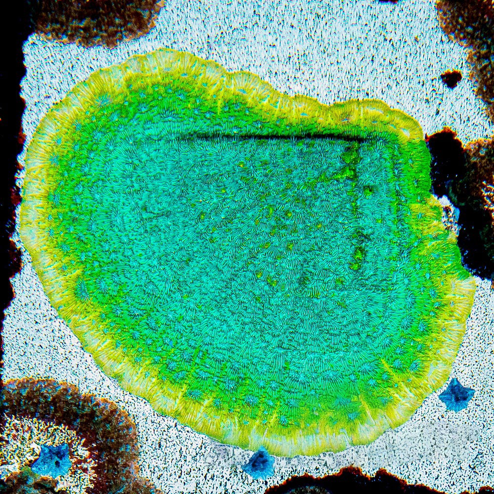 Blastoise Leptoseris (Aquacultured) Size: M 0.75” to 1” Approx Frag