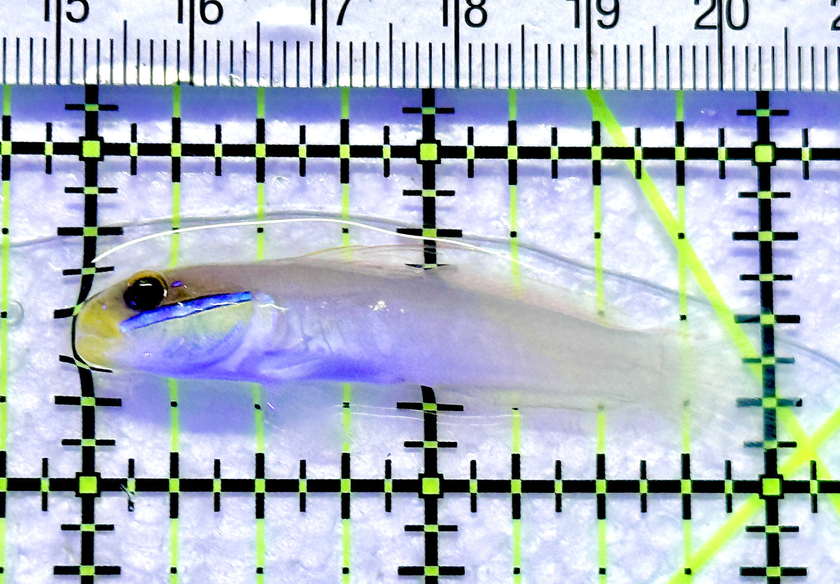 Golden Head Sleeper Goby GHSG101802 WYSIWYG Size: Tiny 2" approx