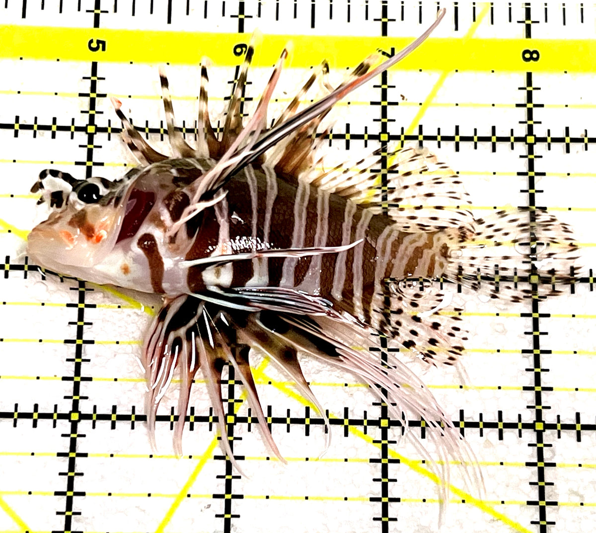 Dwarf Zebra Lionfish DZL101105 WYSIWYG Size: L 3.75" approx