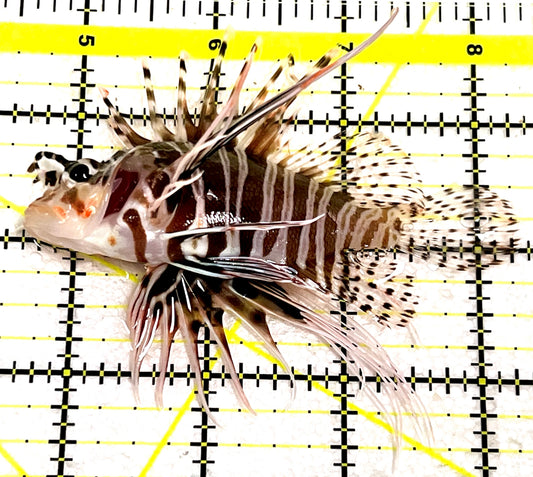 Dwarf Zebra Lionfish DZL101105 WYSIWYG Size: L 3.75" approx