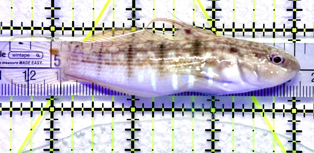 Sand Shifting Banded Sleeper Bullet Goby SSBSBG101802 WYSIWYG Size: L 3.75" approx