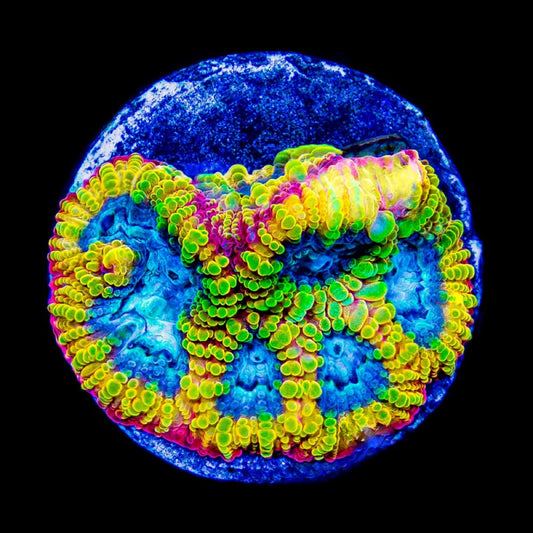 Electric Daisy Favia (Aquacultured) Size: M 0.75” to 1” Approx Frag