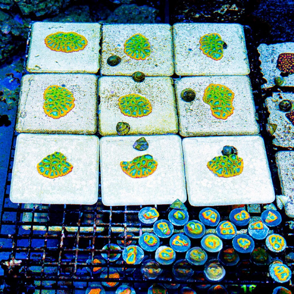 Electric Daisy Favia (Aquacultured) Size: M 0.75” to 1” Approx Frag