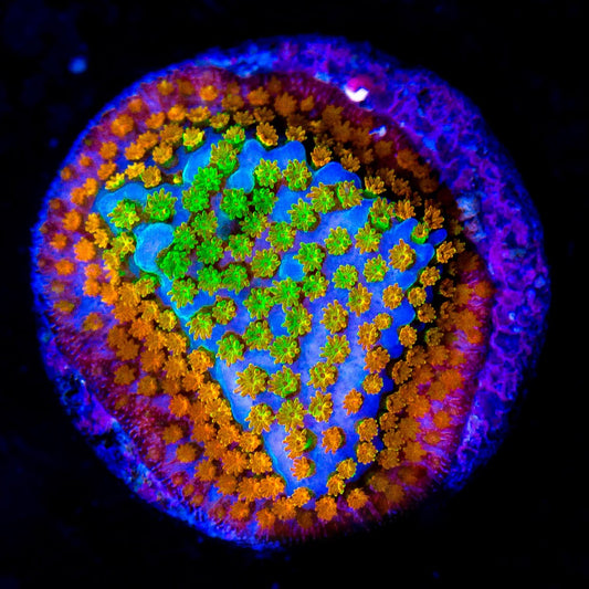 Confused Rainbow Montipora  (Aquacultured) Size: M 0.75” to 1” Approx Frag