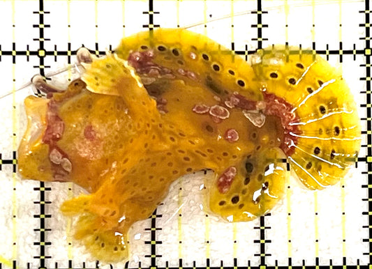 Yellow Pink Warty Angler YPWA101101 WYSIWYG Size: L 3.25" approx