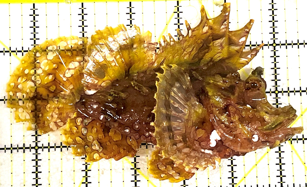 Golden Frilly Weedy Rhinopias Fish GFWRF101101 WYSIWYG Size: L 6" approx