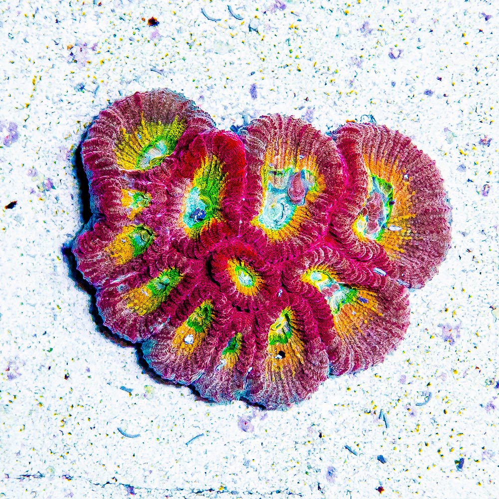 Hypo Tango Favia (Aquacultured) Size: M 0.75” to 1” Approx Frag