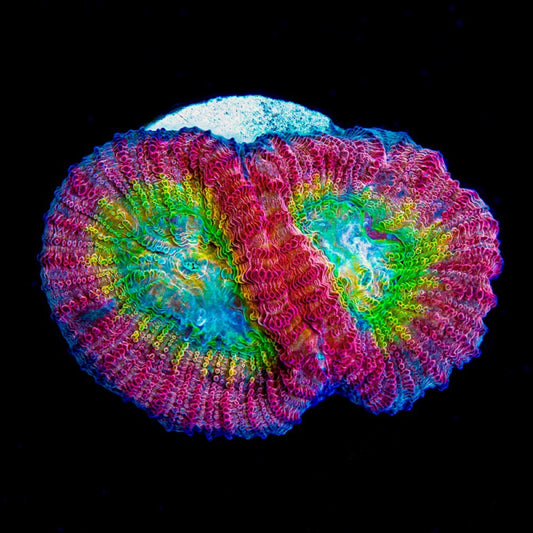 Hypo Tango Favia (Aquacultured) Size: M 0.75” to 1” Approx Frag