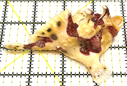 Rare White Red Warty Angler RWRWA101103 WYSIWYG Size: L 4" approx