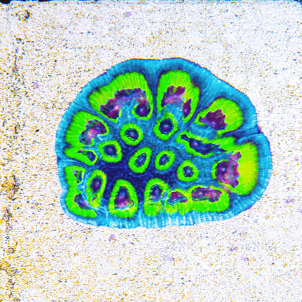 Slightly Sinister Favia (Aquacultured) Size: M 0.75” to 1” Approx Frag