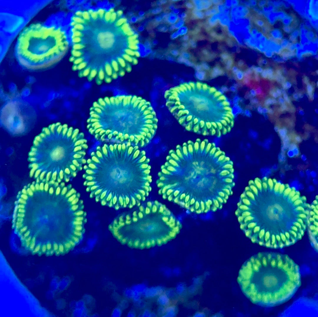 Zoas/Paly ZP102802 WYSIWYG