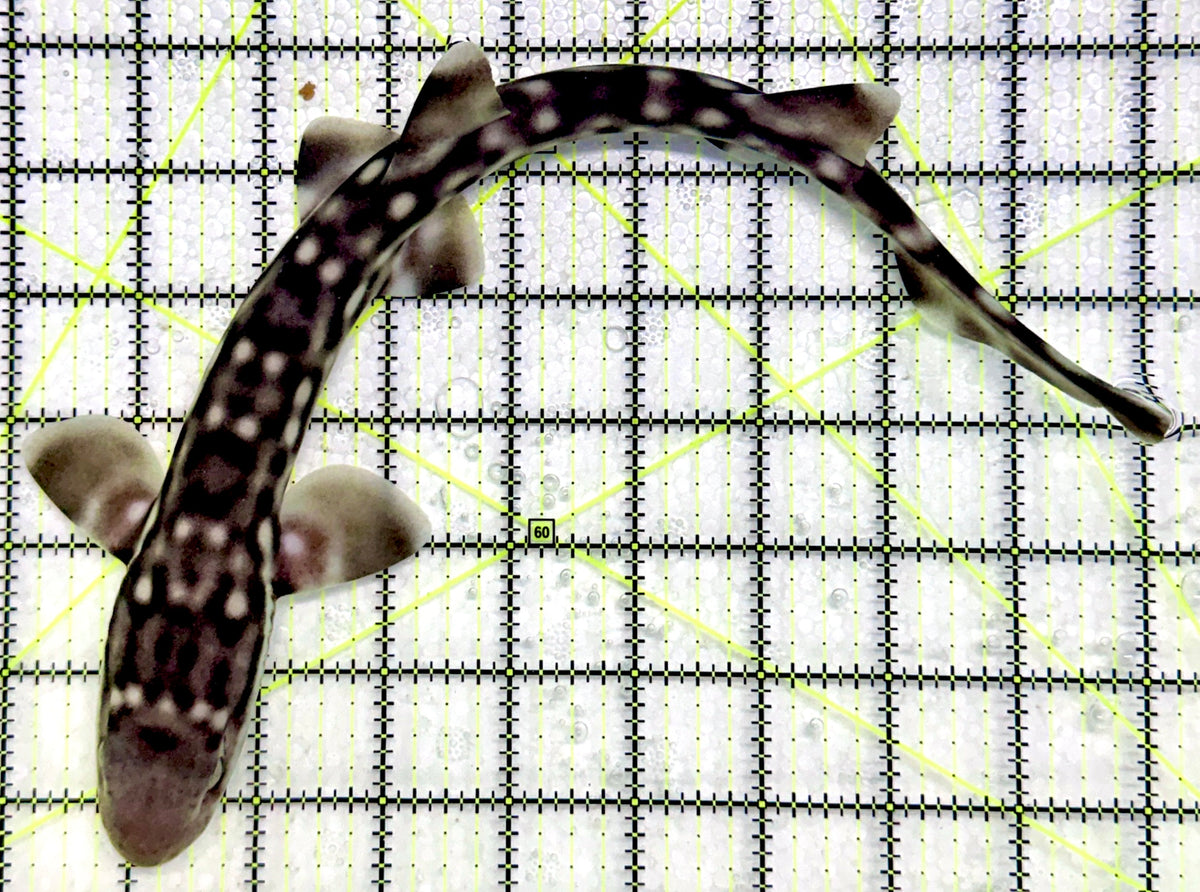 Baby White Spotted Cat Shark BWSCS101902 WYSIWYG Size: L 12" approx
