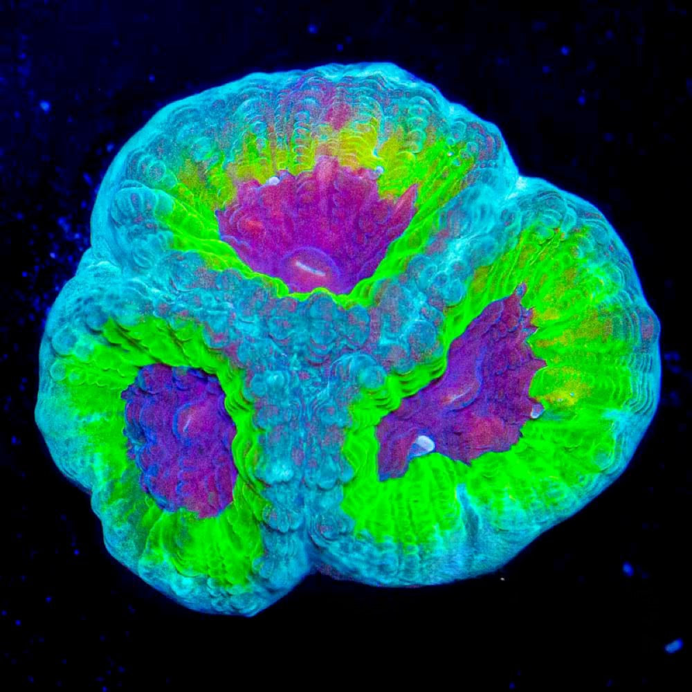 Slightly Sinister Favia (Aquacultured) Size: M 0.75” to 1” Approx Frag
