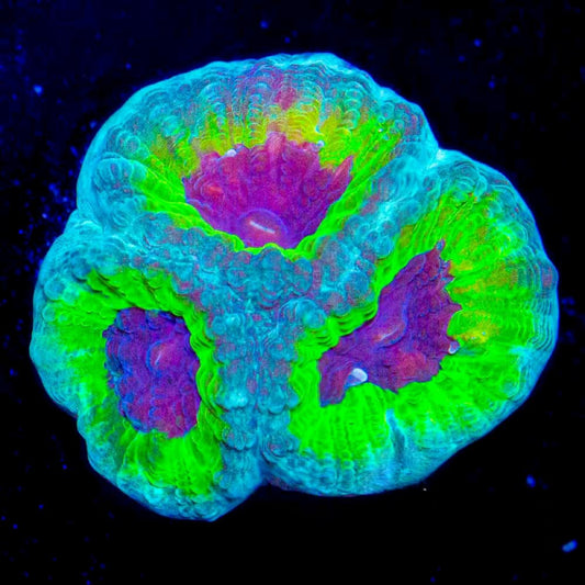 Slightly Sinister Favia (Aquacultured) Size: M 0.75” to 1” Approx Frag