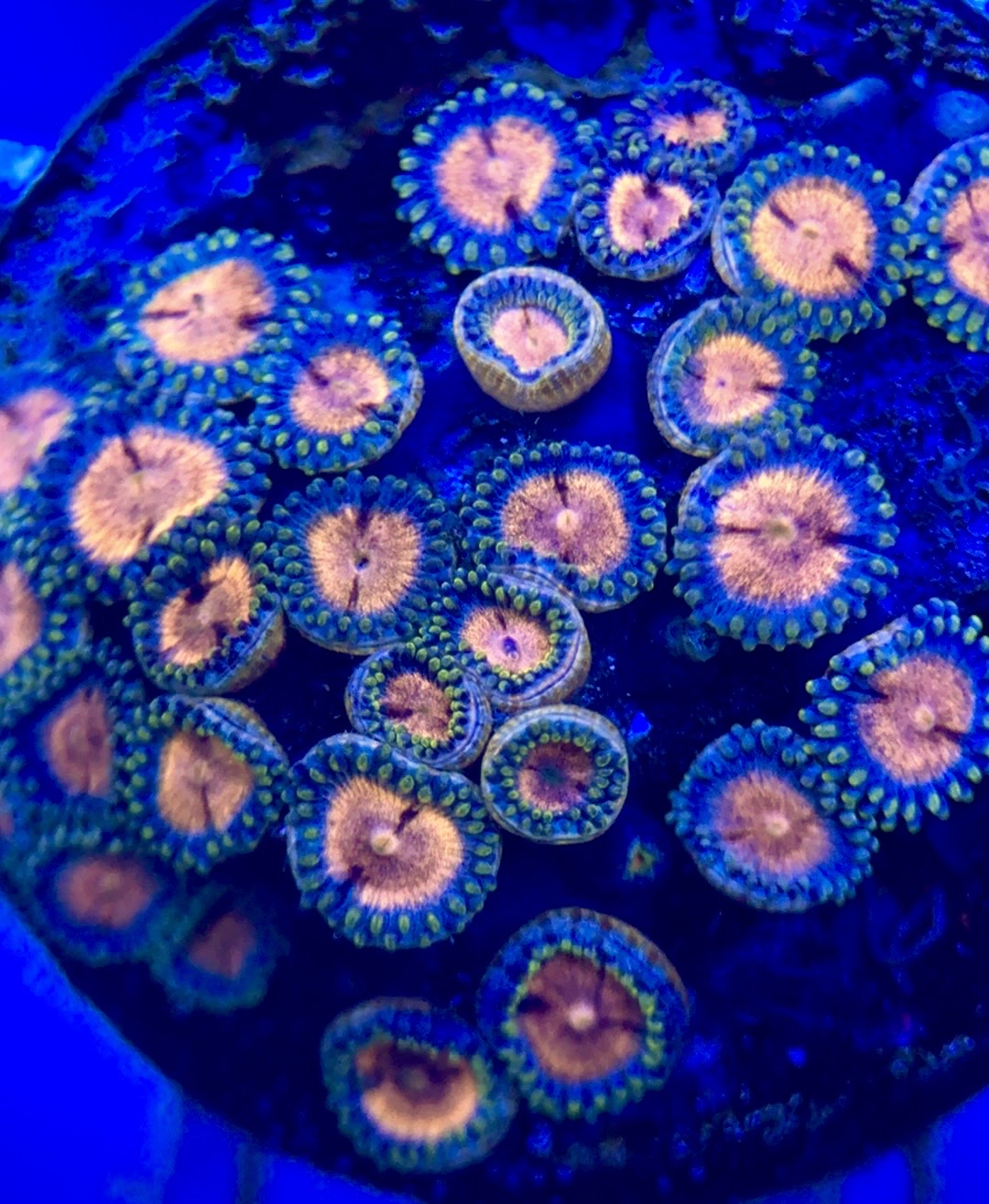 Zoas/Paly ZP102803 WYSIWYG