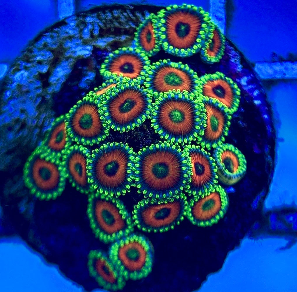 Zoas/Paly ZP102801 WYSIWYG