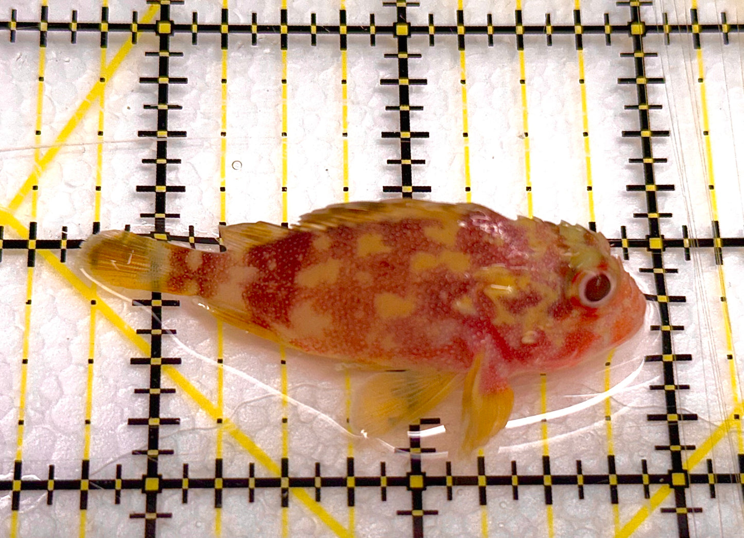 Yellowspotted Scorpionfish YS041101 WYSIWYG Size: S 2" approx