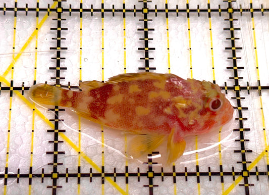 Yellowspotted Scorpionfish YS041101 WYSIWYG Size: S 2" approx
