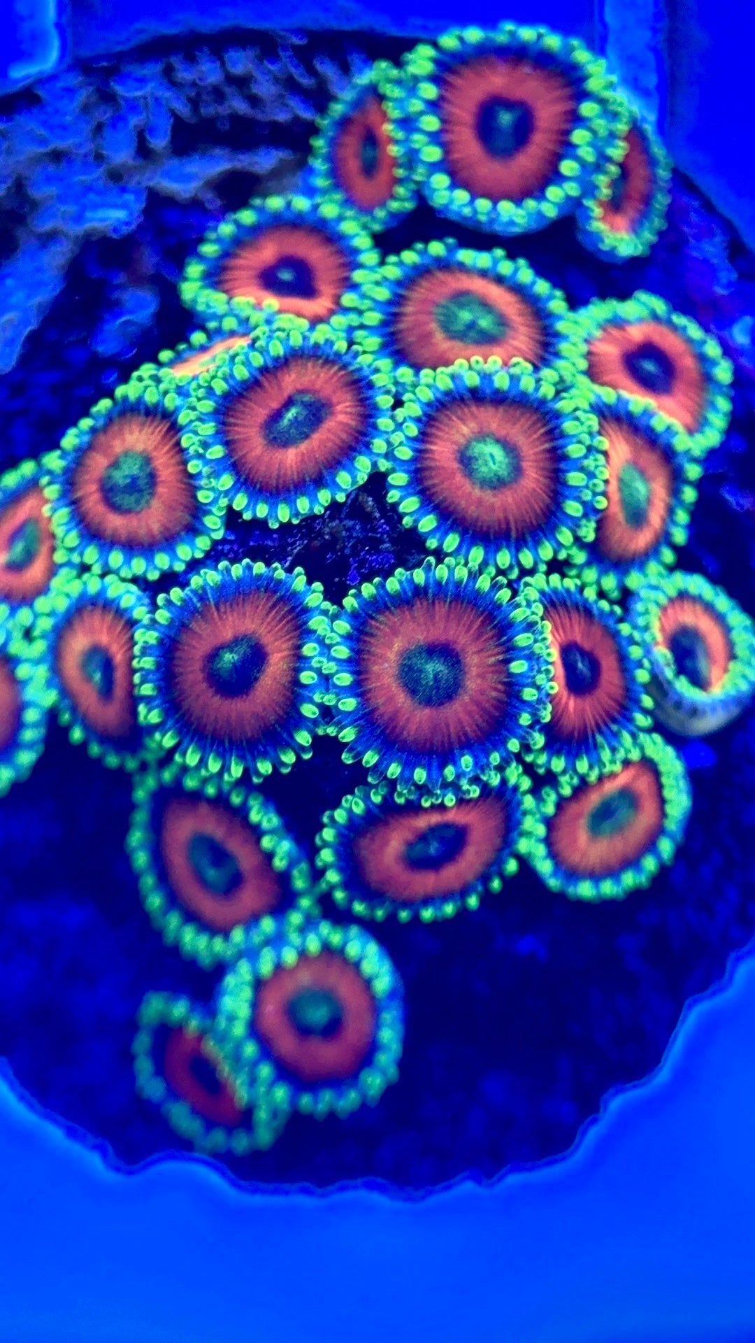 Zoas/Paly ZP102801 WYSIWYG