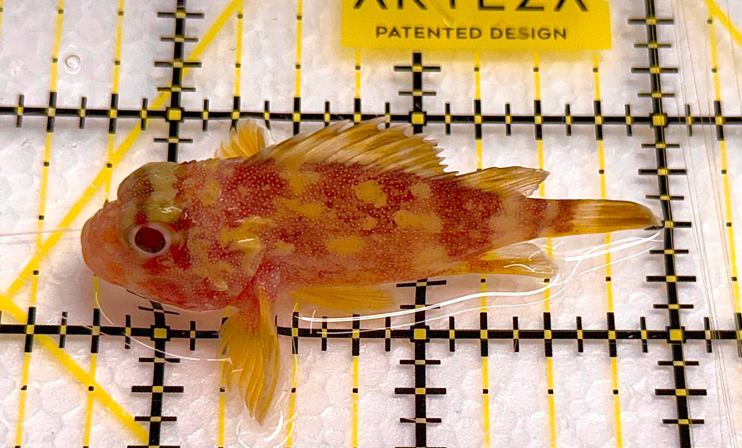 Yellowspotted Scorpionfish YS041101 WYSIWYG Size: S 2" approx