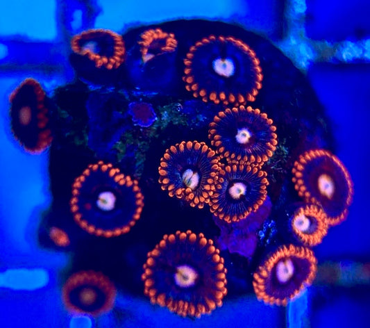 Zoas/Paly ZP102802 WYSIWYG