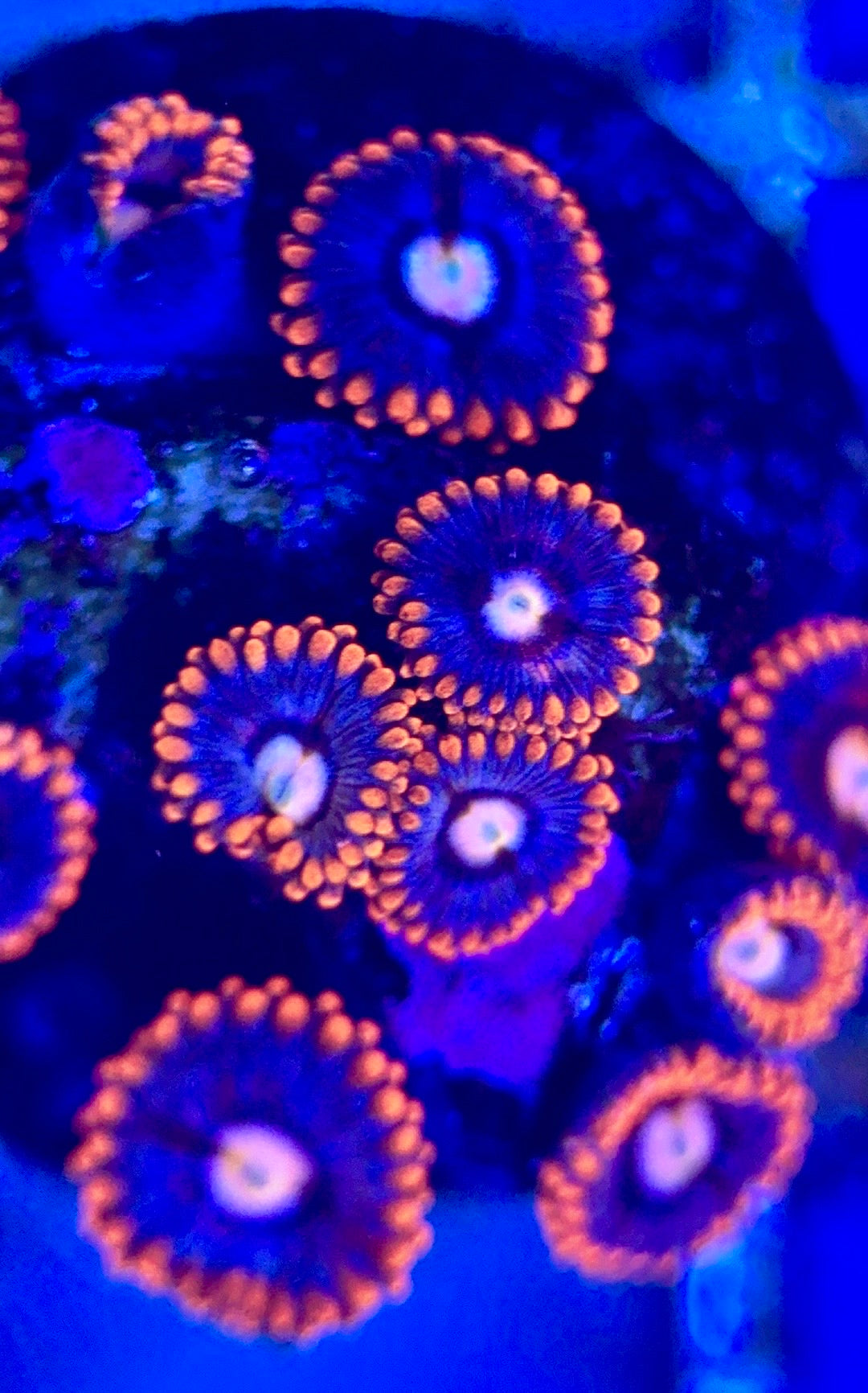 Zoas/Paly ZP102802 WYSIWYG