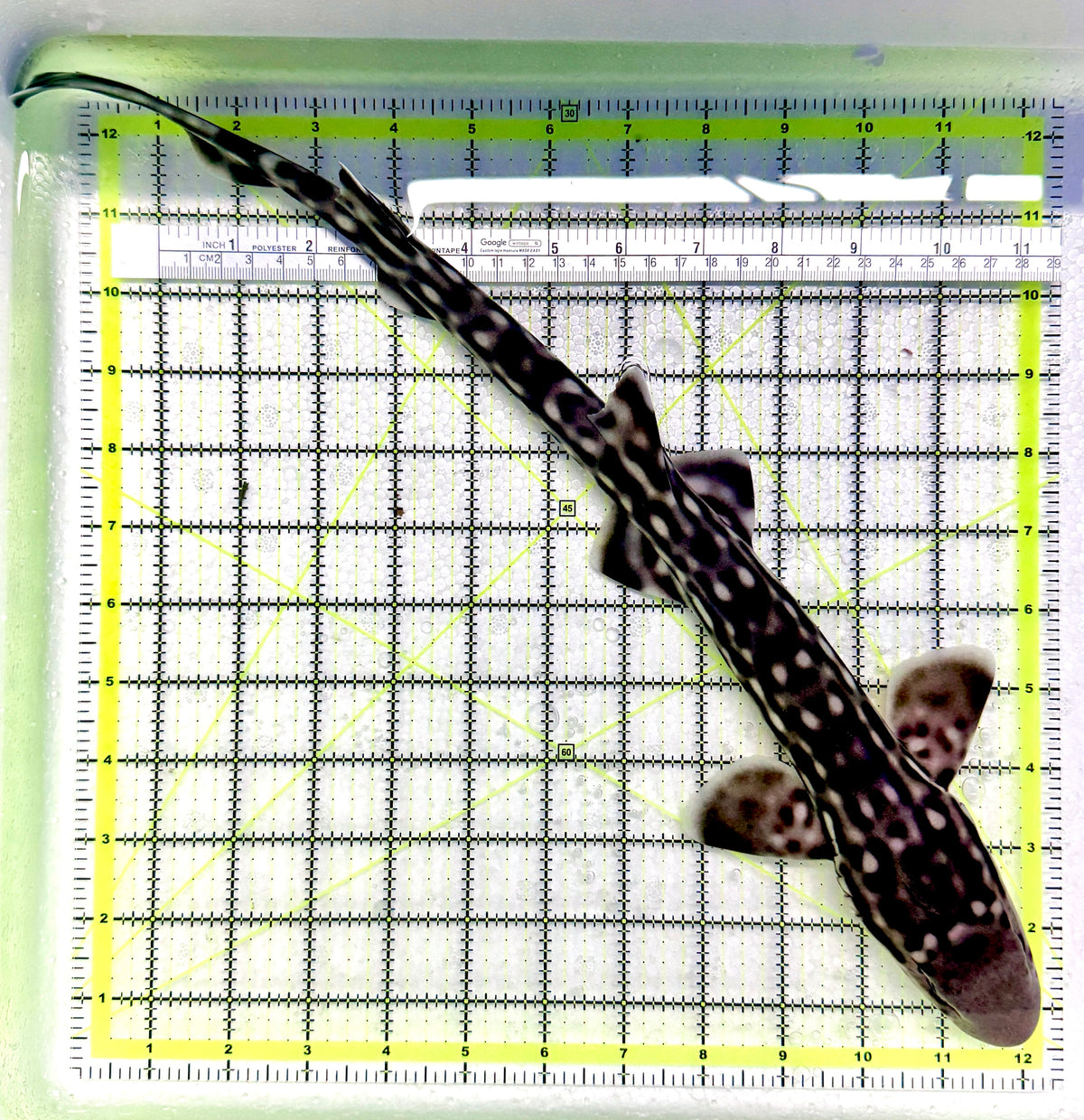 Baby White Spotted Cat Shark BWSCS101903 WYSIWYG Size: L 13" approx