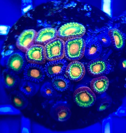 Zoas/Paly ZP102803 WYSIWYG