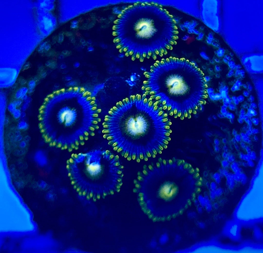 Zoas/Paly ZP102801 WYSIWYG