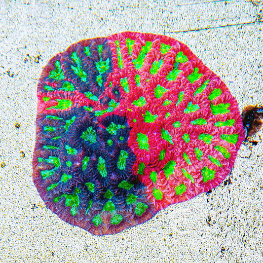 Twilight Favites (Aquacultured) Size: M 0.75” to 1” Approx Frag