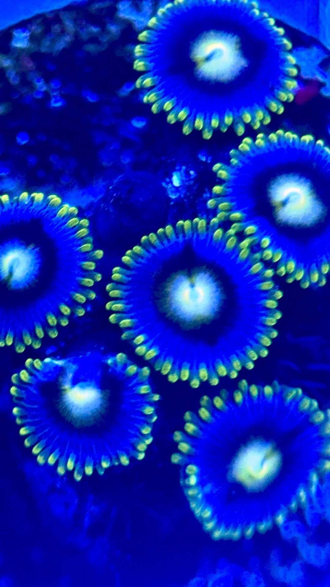 Zoas/Paly ZP102801 WYSIWYG