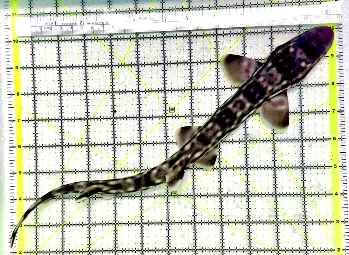 Baby White Spotted Cat Shark BWSCS101904 WYSIWYG Size: L 13" approx