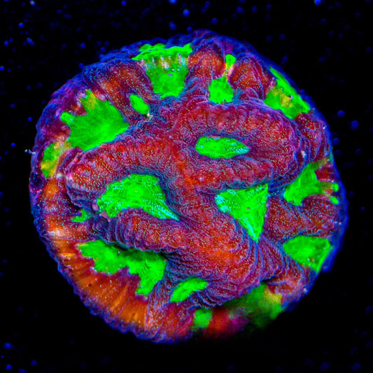 Twilight Favites (Aquacultured) Size: M 0.75” to 1” Approx Frag