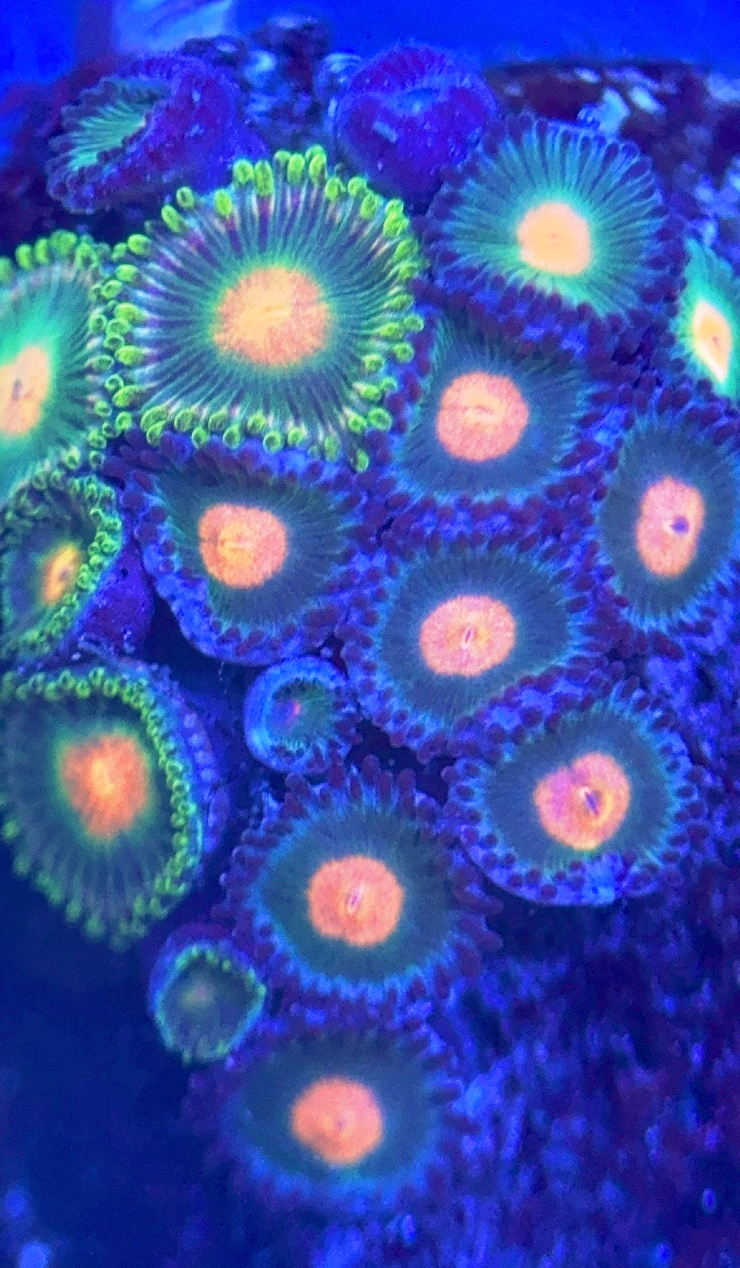 Zoas/Paly ZP102802 WYSIWYG