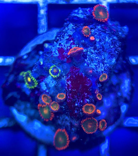 Zoas/Paly ZP102803 WYSIWYG