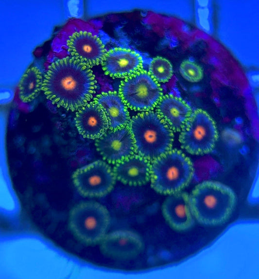 Zoas/Paly ZP102801 WYSIWYG