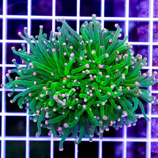 Super Pink Tip Green Torch 1H SPTGT041001 WYSIWYG