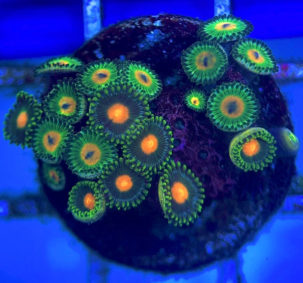 Zoas/Paly ZP102802 WYSIWYG