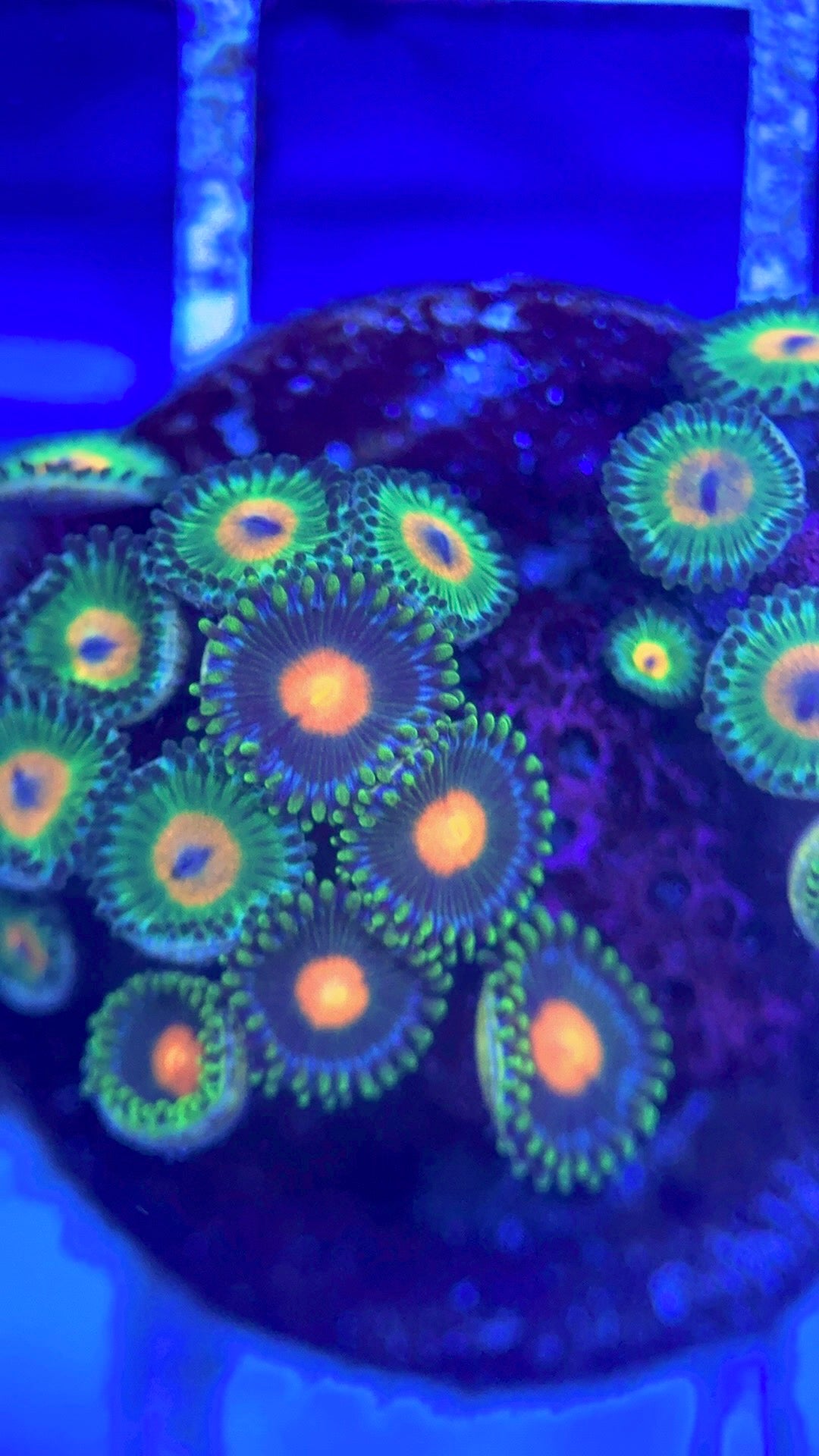 Zoas/Paly ZP102802 WYSIWYG
