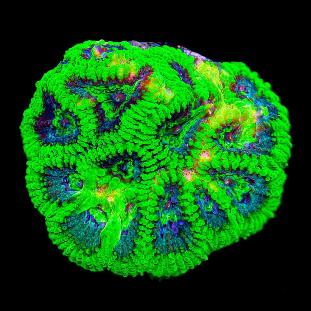 Green Goblin Favia (Aquacultured) Size: M 0.75” to 1” Approx Frag