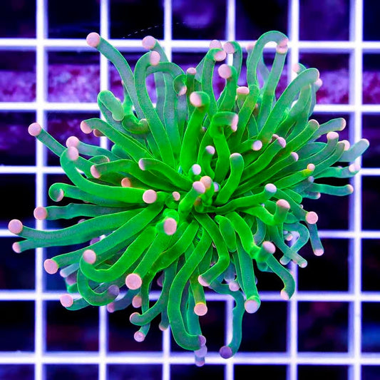 Super Pink Tip Green Torch 1H SPTGT041002 WYSIWYG