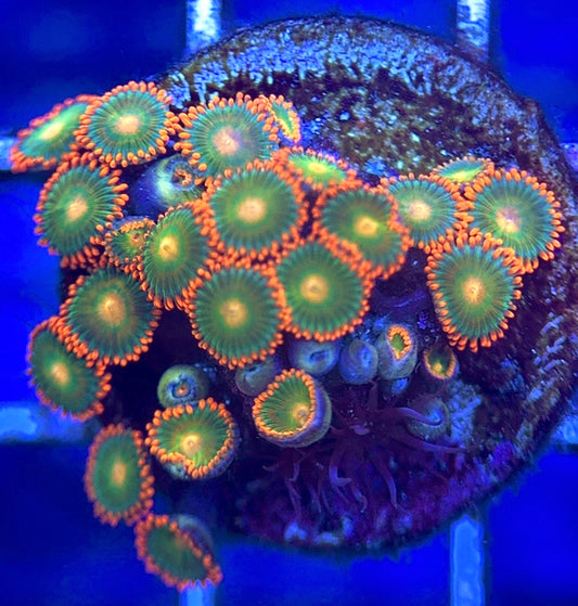 Zoas/Paly ZP102803 WYSIWYG
