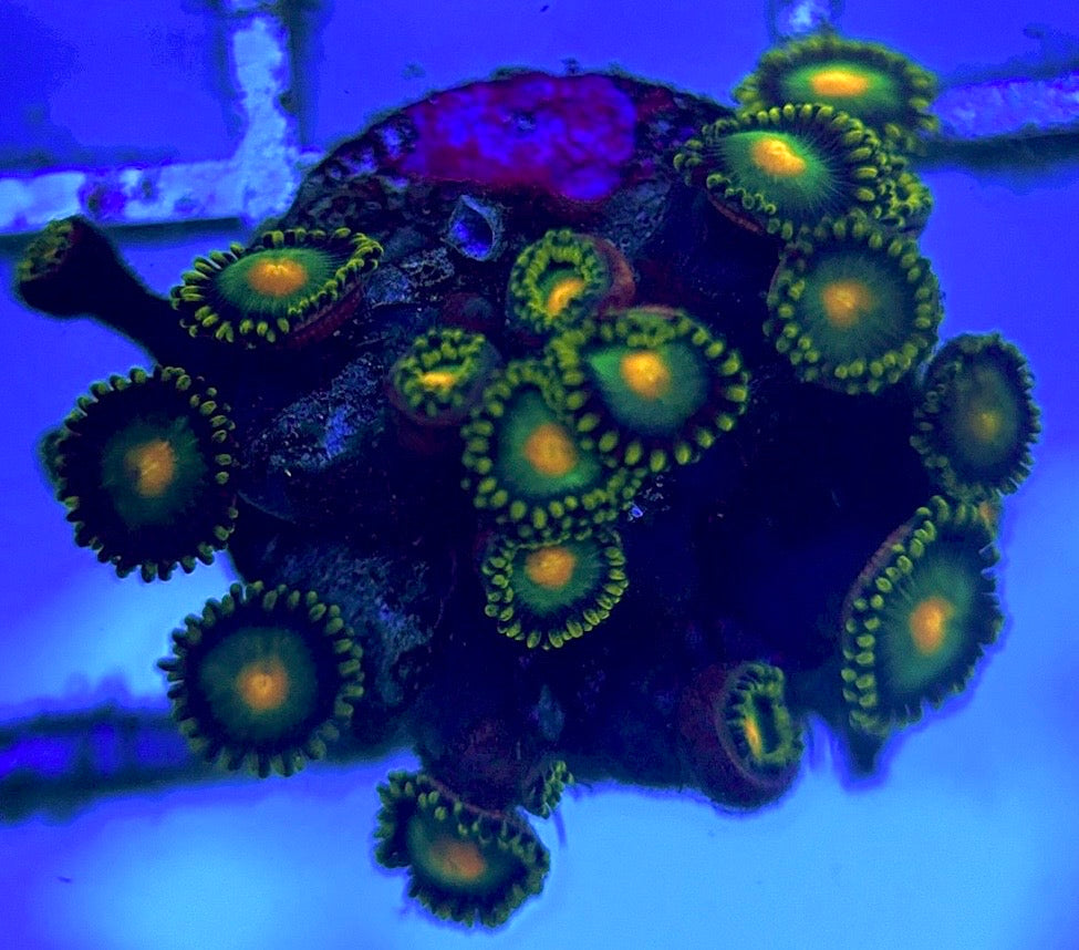 Zoas/Paly ZP102801 WYSIWYG