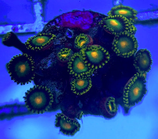 Zoas/Paly ZP102801 WYSIWYG