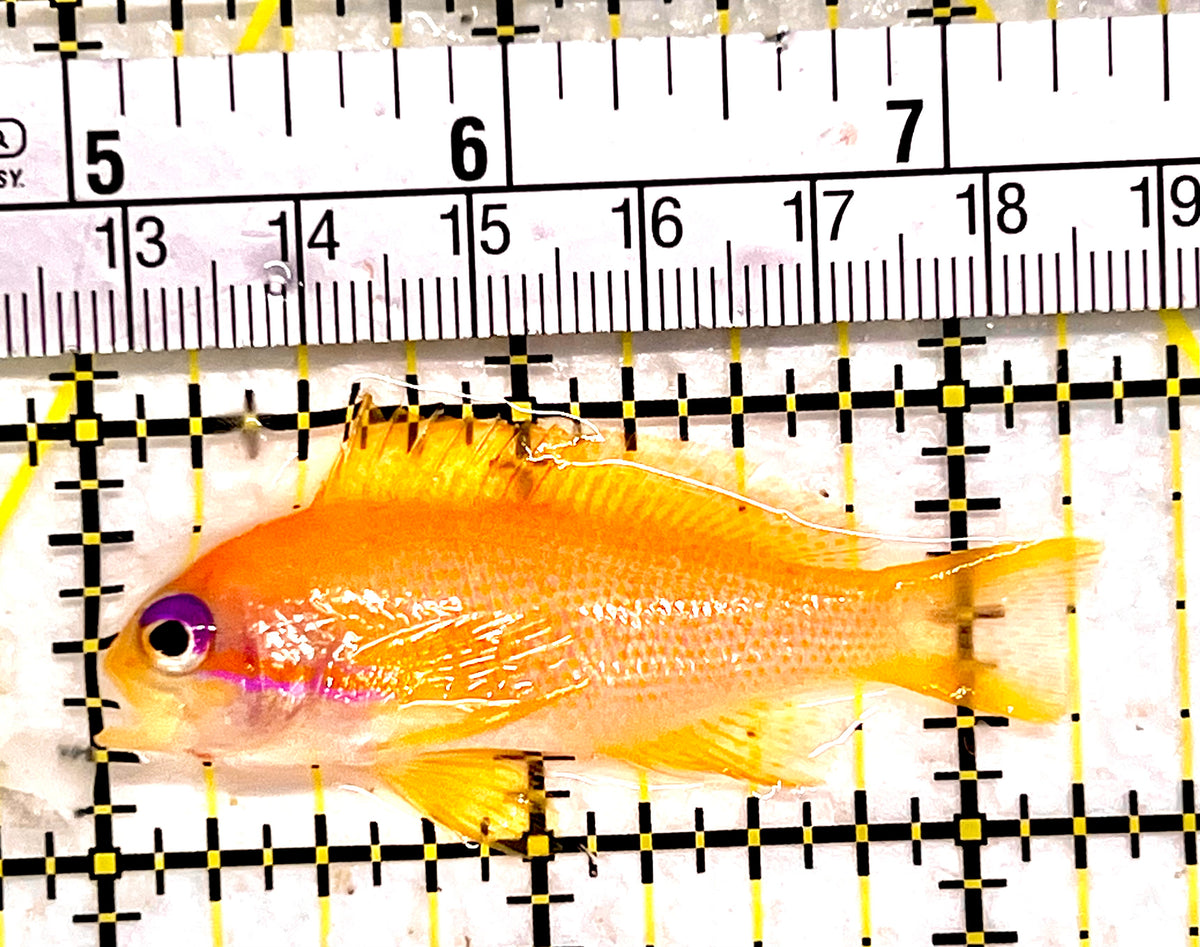 Female Lyretail Anthias (Maldives) FLA101705 WYSIWYG Size: XL 2.25" approx