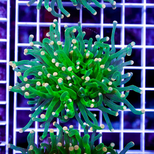 Super Pink Tip Green Torch 1H SPTGT041004 WYSIWYG