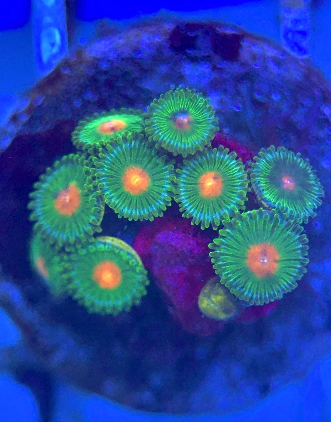Zoas/Paly ZP102802 WYSIWYG