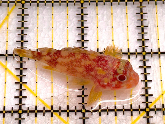Yellowspotted Scorpionfish YS041106 WYSIWYG Size: S 2" approx