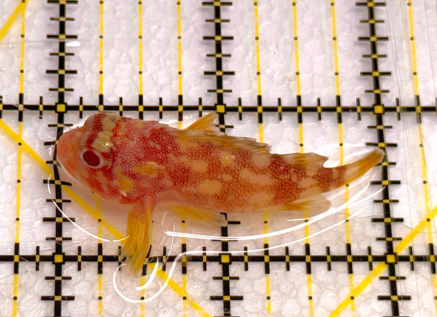 Yellowspotted Scorpionfish YS041106 WYSIWYG Size: S 2" approx