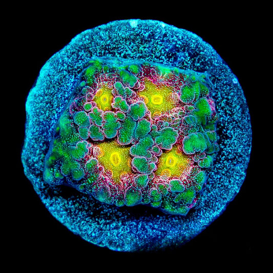 Multidimensional Favites (Aquacultured) Size: M 0.75” to 1” Approx Frag